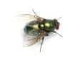 bottle fly