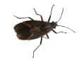 boxelder bug