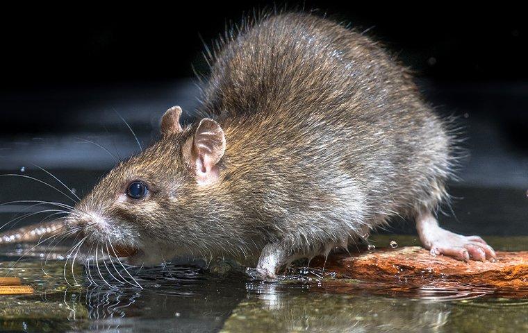 rat on kitchen table