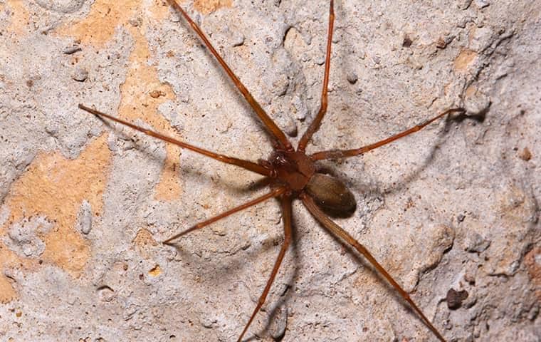 Learn More About Brown Recluse Spiders & How To Prevent Them a brown recluse infestation on the outside of a tennessee home