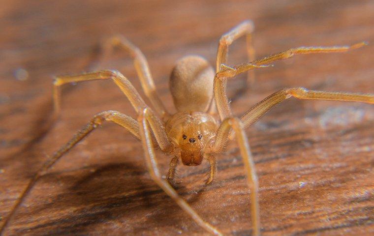 brown recluse spider on wood