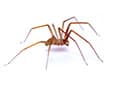 brown recluse spider