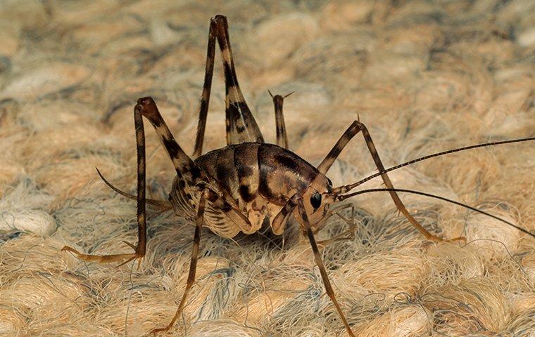 camel cricket on carpet