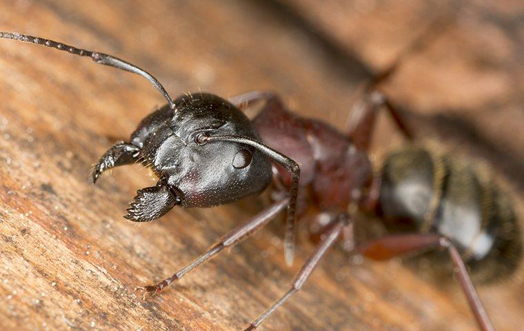 carpenter ant on wood