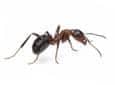 carpenter ant