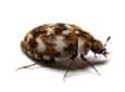 carpet beetle