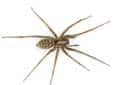 cellar spider