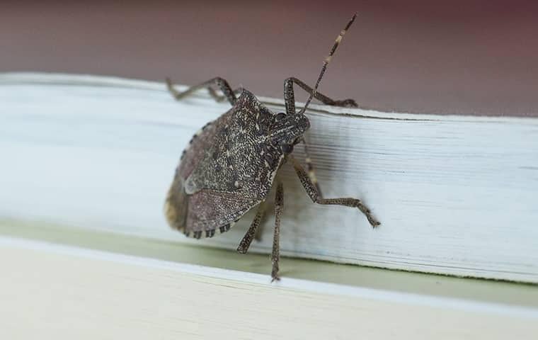 Learn More About The Common Pests In Tennessee a stink bug on the trim of a nashville home
