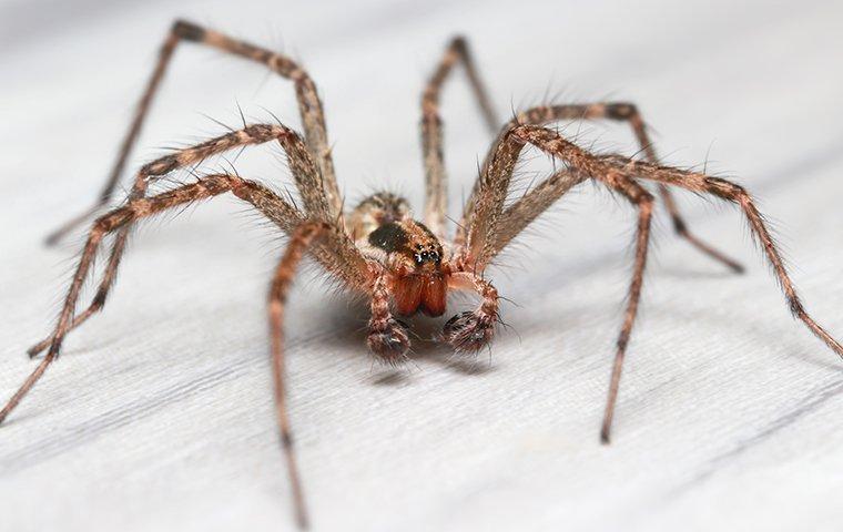 a house spider on a kitchen floor