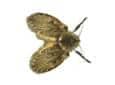Drain Fly drain fly