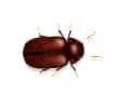Drugstore Beetle drugstore beetle