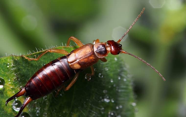 an earwig on a leaf in an eastern tennessee yard