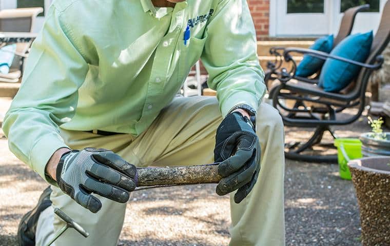 We Use Sentricon For Termite Issues effective termite control in work
