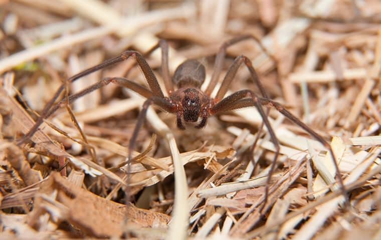 a brown recluse spider in the dead grass of a murfreesboro home