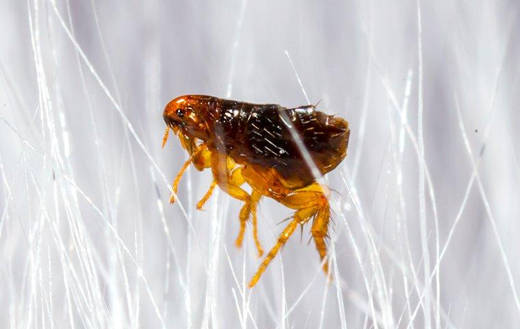 flea biting pet