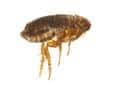 Flea flea