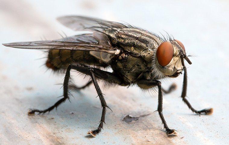 fly on table