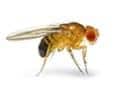 fruit fly