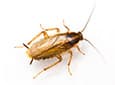 german cockroach