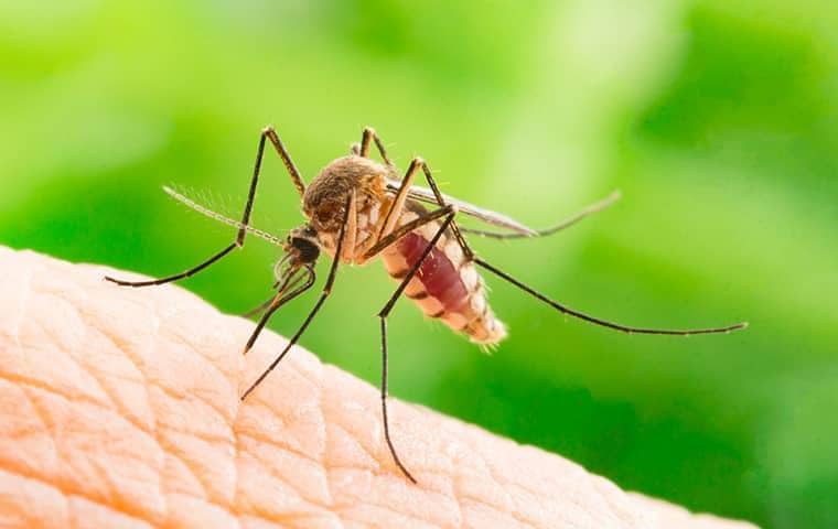 Everything You Need To Know About Mosquito Infestations In Tennessee a mosquito on a persons skin in nasvhille