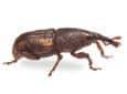 granary weevil