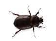 ground beetle