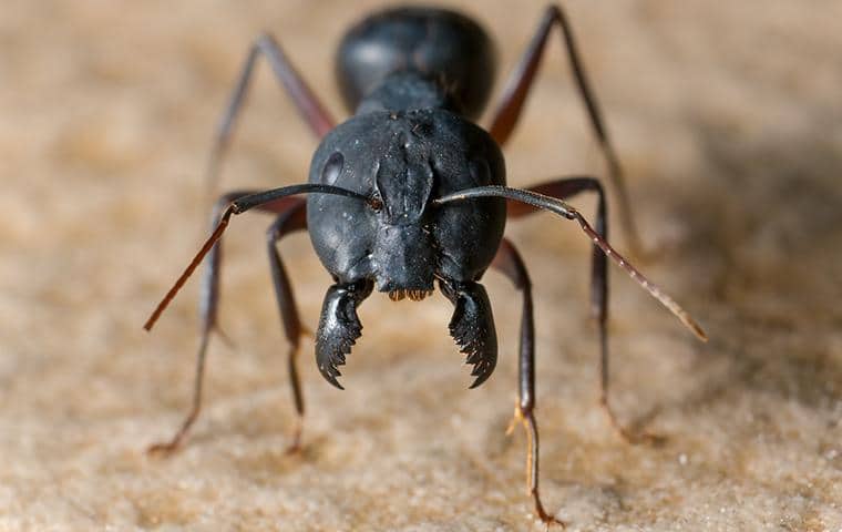 ant crawling on a surface in murfreesboro