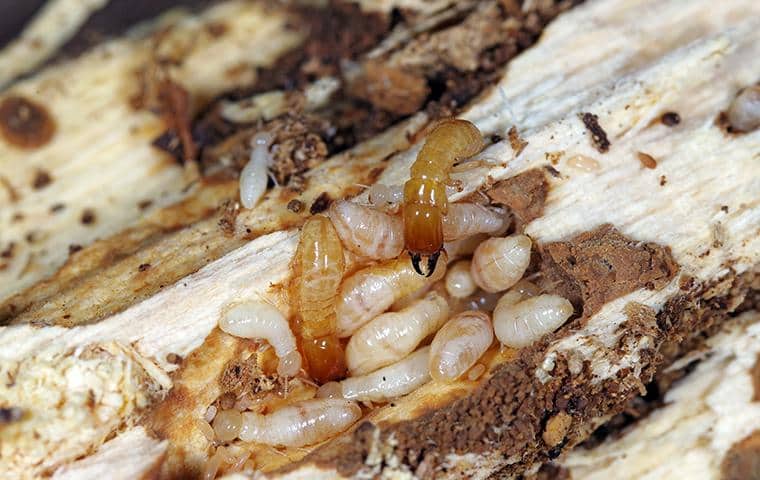 Termite Articles wood destroying termites foraging in nashville