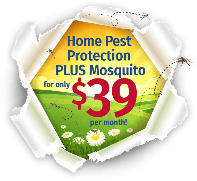 Home Pest Control + Mosquito Control for $39/mo home pest plus mosquito burst