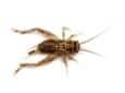 house cricket