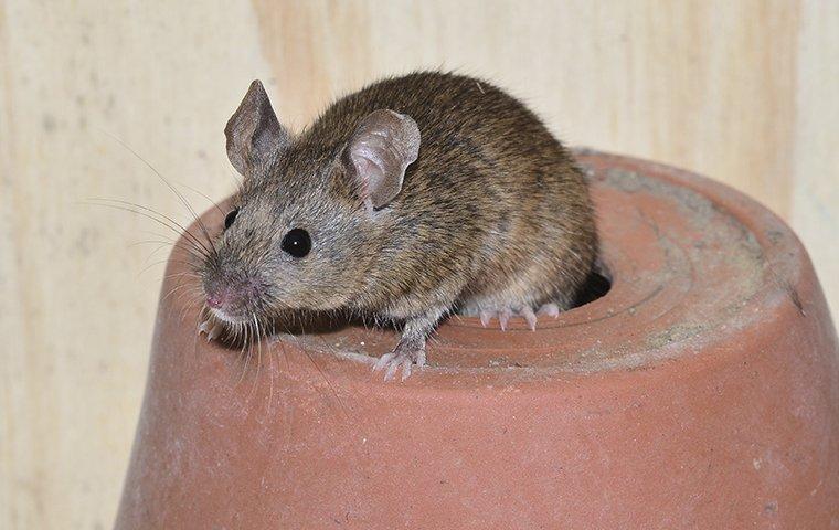 mouse on planter