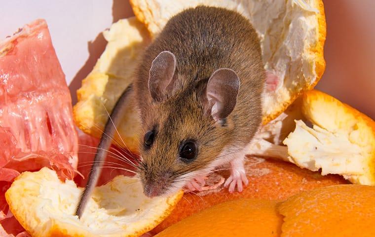 mouse eating grapefruit