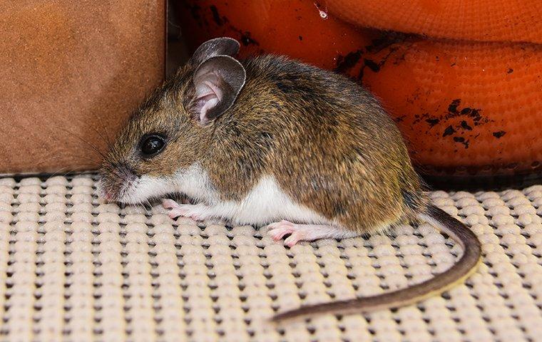 mouse near kitchen sink