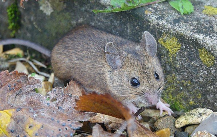 mouse in the woods