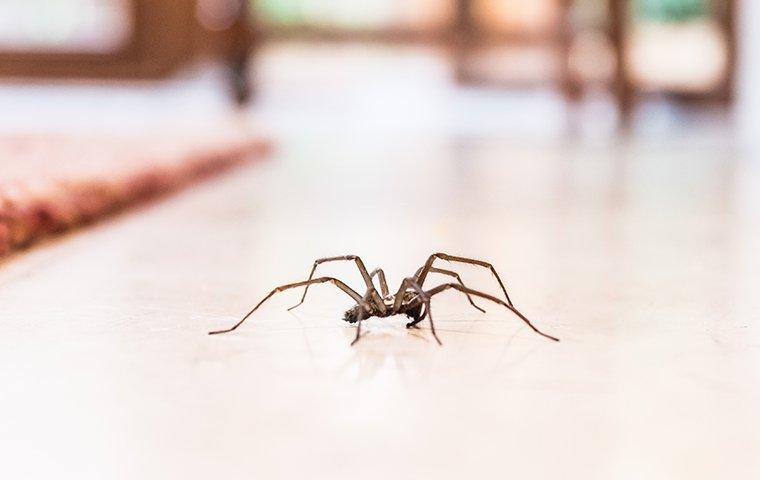 house spider in bathroom