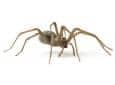 house spider