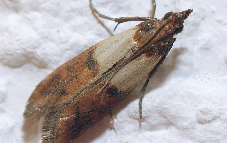 indian meal moth in pantry