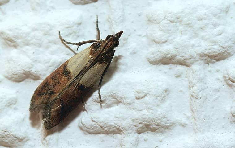 indian meal moth in baking soda