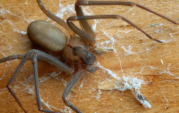 Learn More About Brown Recluse Spiders & How To Prevent Them a brown recluse spider invading a tennessee home