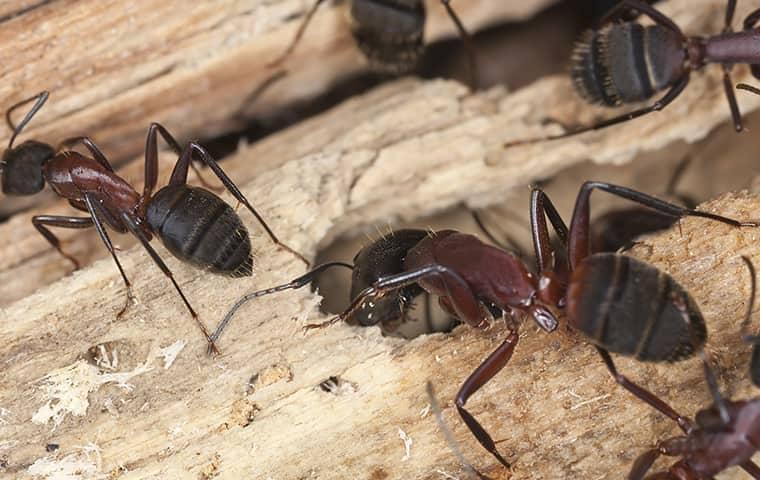 carpenter ants on wood outside of a middle tennessee home