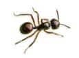 Little Black Ant little black ant