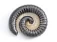 millipede