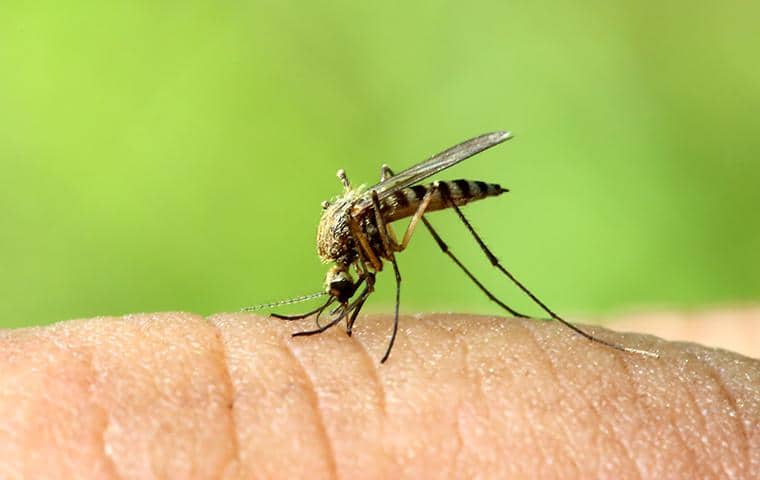 mosquito biting in nashville