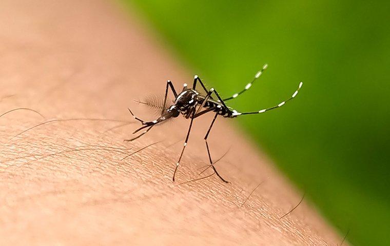 mosquito on arm