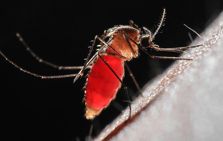 mosquito full of blood