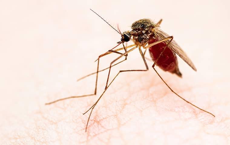 a mosquito landing on a persons arm