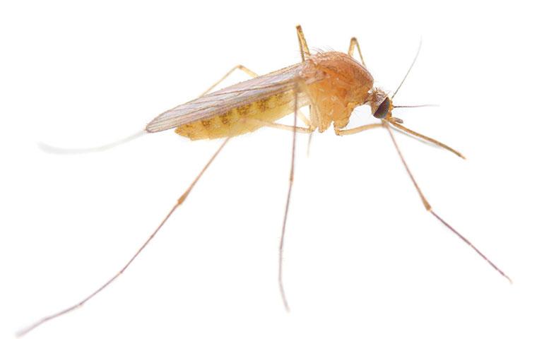 Murfreesboro Mosquito Control From All-American a mosquito on a white background