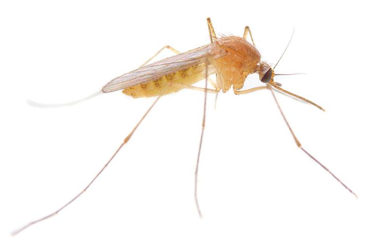 a mosquito on a white background