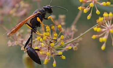 mud dauber up close