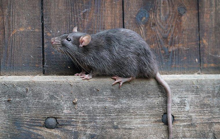 norway rat crawling on a fence